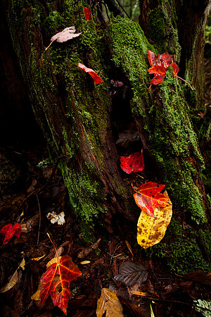 Mossy Stump with Autumn Leaves