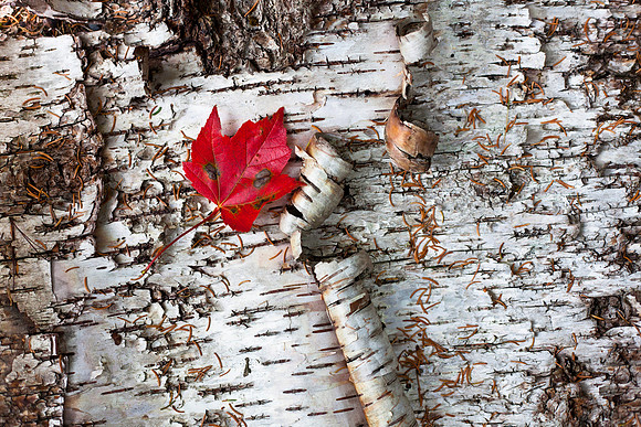 Forest Floor 1