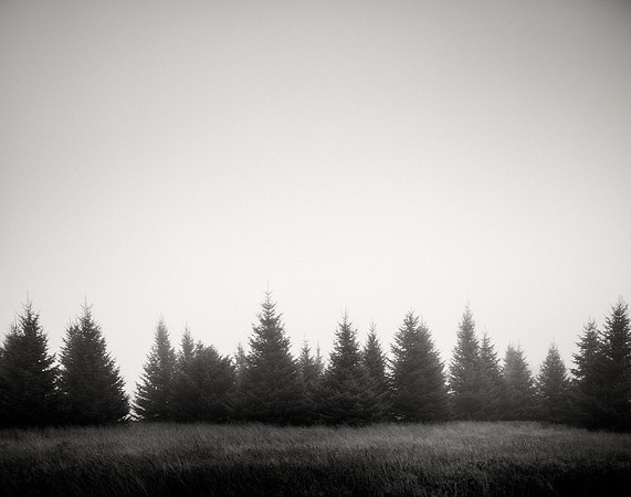 Beyond the Treeline