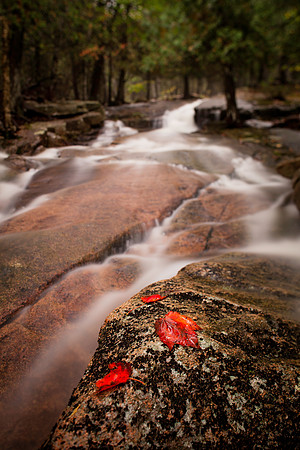 Autumn Grove