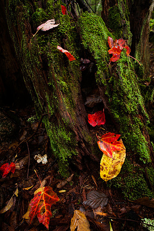 Mossy Stump with Autumn Leaves