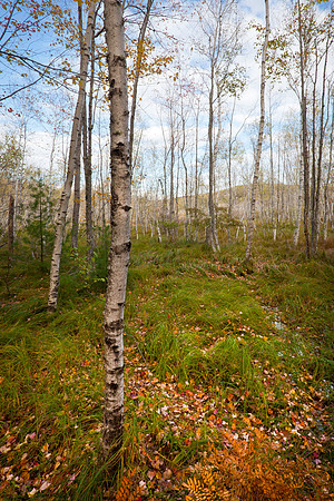 Great Meadow Autumn Birches and Grass