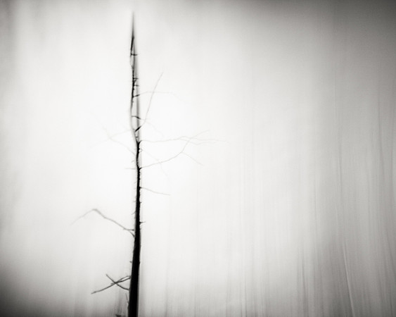 Tree Motion Study #6