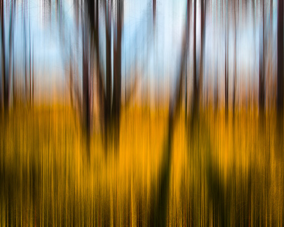 Late Winter Meadow and Trees