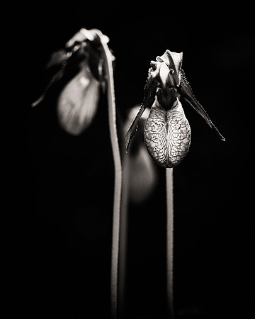 Ladyslipper