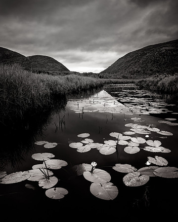 Great Meadow Lily Pads