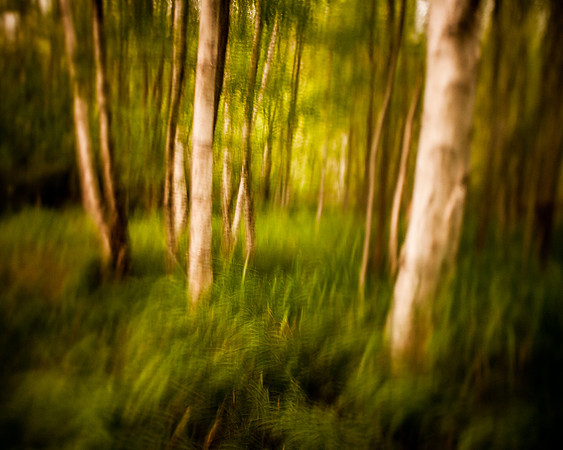 Great Meadow Birch Impressions