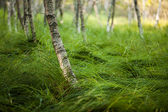 Great Meadow Grass and Birch