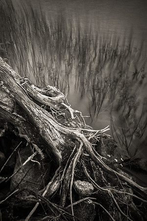 Pondside Roots and Grasses