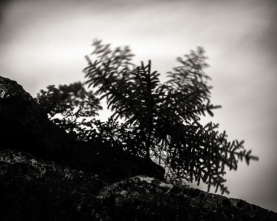 Cadillac Mountain Autumn Brook Extract II