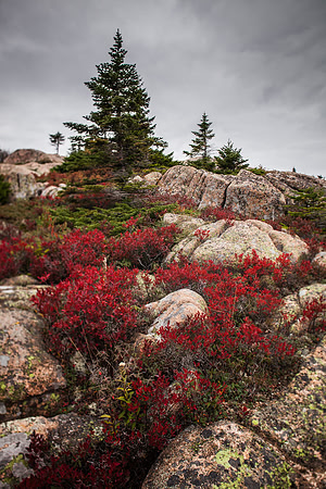 Blueberry Foliage and Granite and Spruce in Acadia