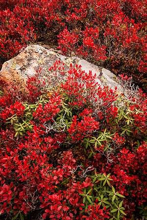 Blueberry Fall Color on Cadillac Mountain