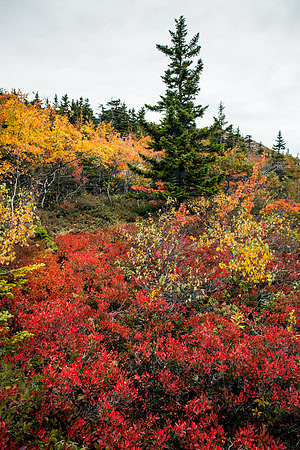 Cadillac Mountain Autumn Colors Blueberry Path"