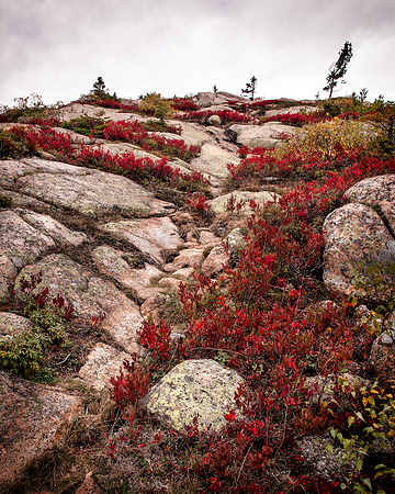 Cadillac Mountain Autumn Colors IV