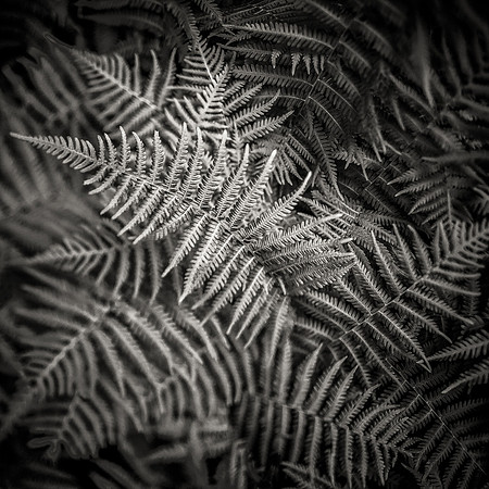 Silver Ferns