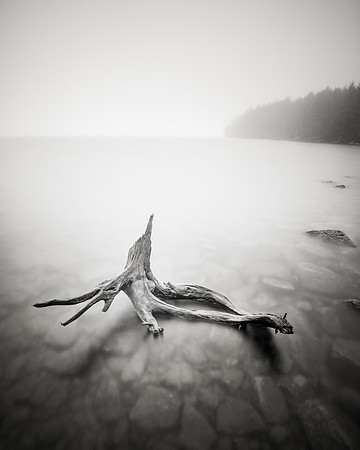 Eagle Lake Driftwood in the Fog