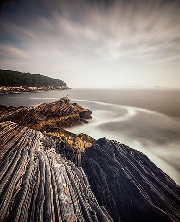 Maine Coast Cormorant Color
