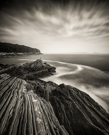 Maine Coast Cormorant