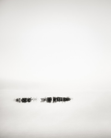 Ticklebush in the Fog
