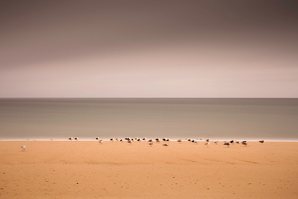 Storm Gulls