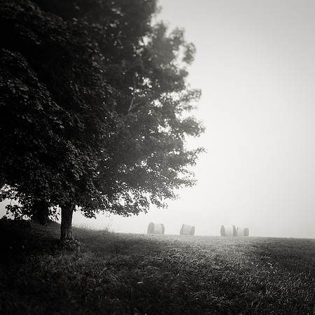 Summer Fog Fields