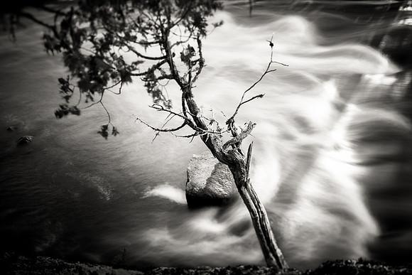 Nesowadnehunk Deadwater Leaning Tree mono