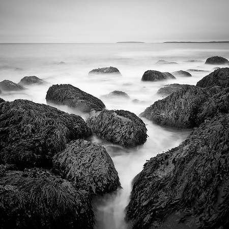 Rock Weed at Hunter Cove