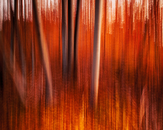 Birch Fall Motion