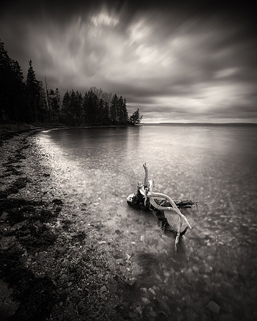 Driftwood at Lopaus Point