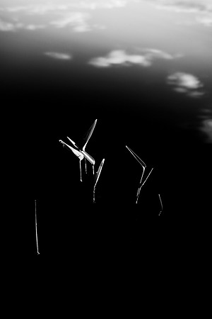Surface