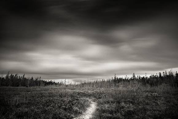 The Heath