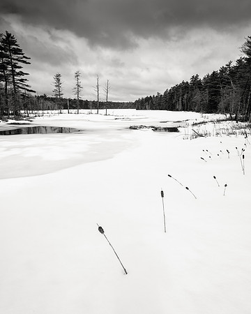 Cat Tails Ice and Snow